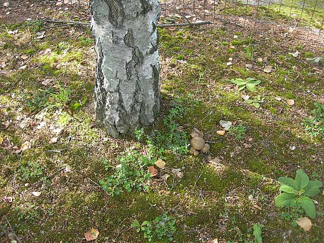 Le  meraviglie della foresta